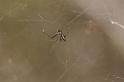Cyrtophora_ZZXYX_D7919_Z_87_North Stradbroke island_Australie